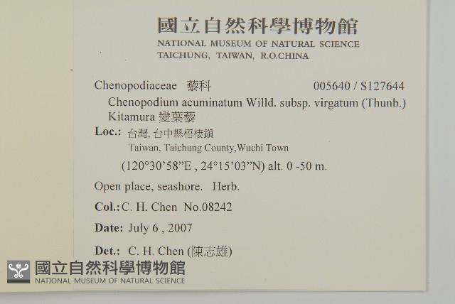 變葉藜藏品圖，第2張