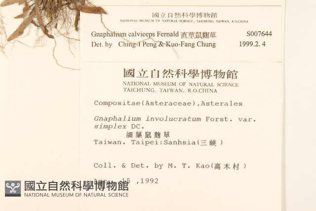 直莖鼠麴草藏品圖，第2張