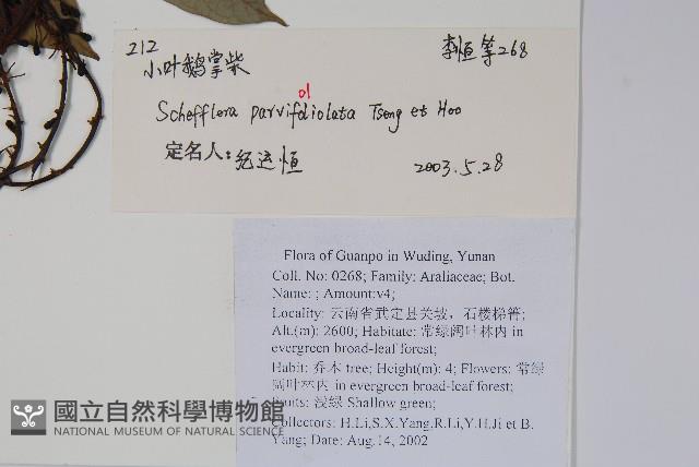 小葉鵝掌柴藏品圖，第2張