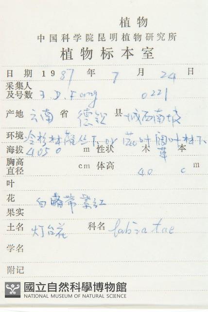 匍匐葶藶藏品圖，第2張