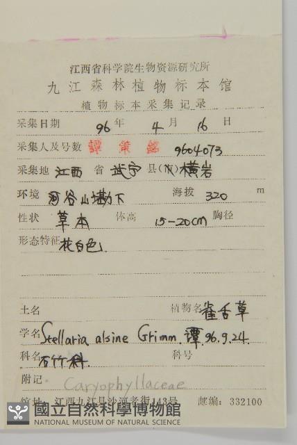 雀舌草藏品圖，第2張