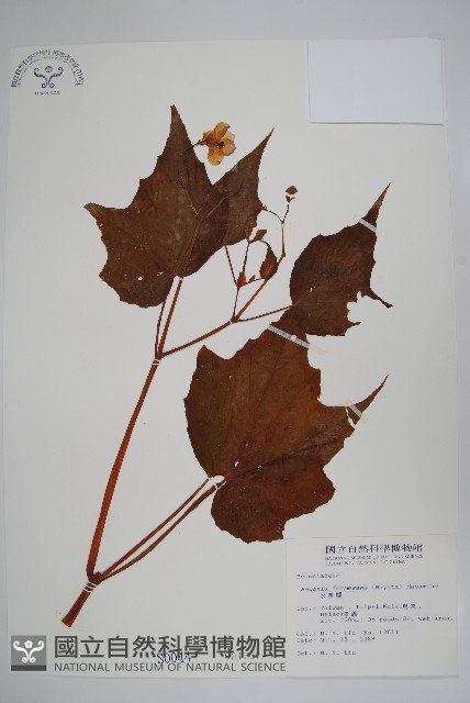 水鴨腳藏品圖，第1張
