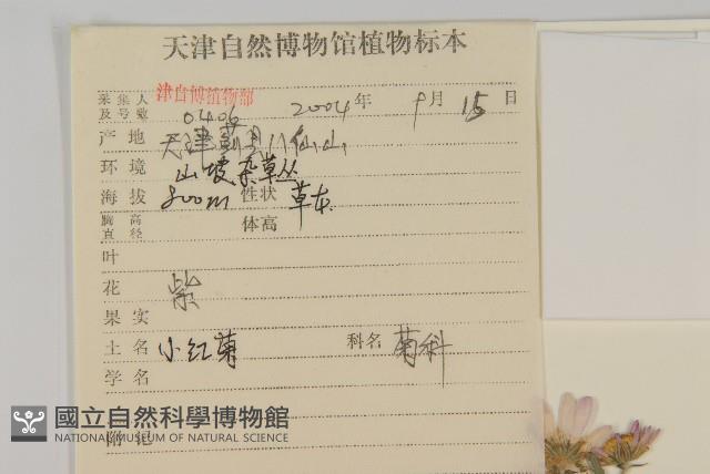 小紅菊藏品圖，第2張