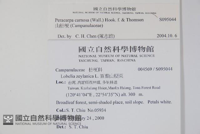 山桔梗藏品圖，第2張
