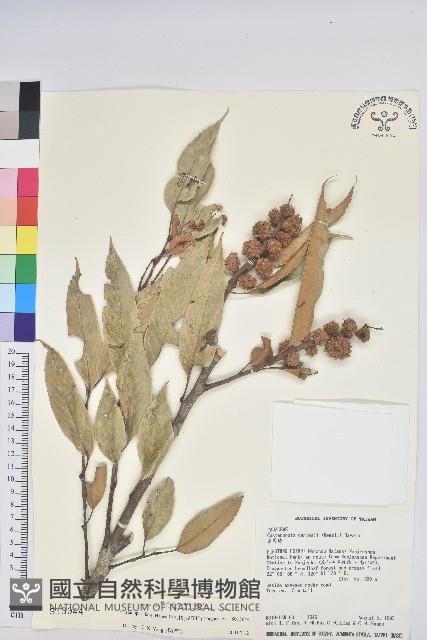 星刺栲、羅浮錐藏品圖，第1張