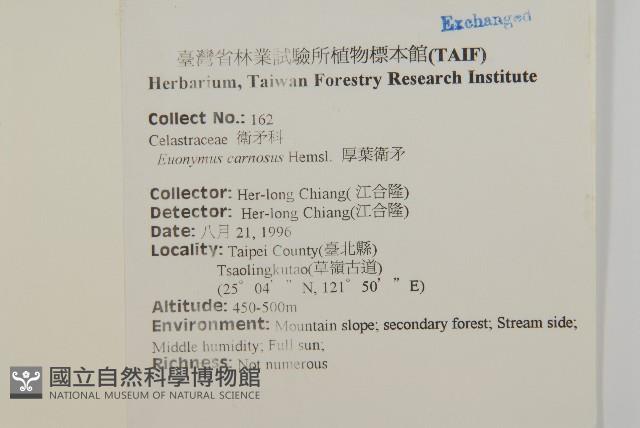 厚葉衛矛, 源一木藏品圖，第2張