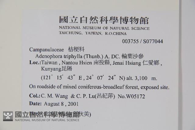 輪葉沙參藏品圖，第2張