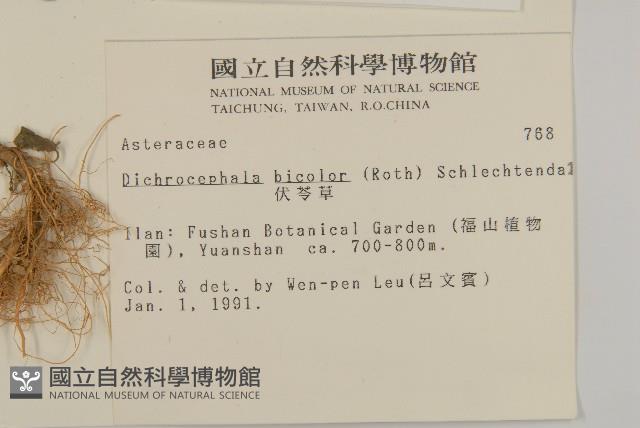 茯苓菜藏品圖，第2張