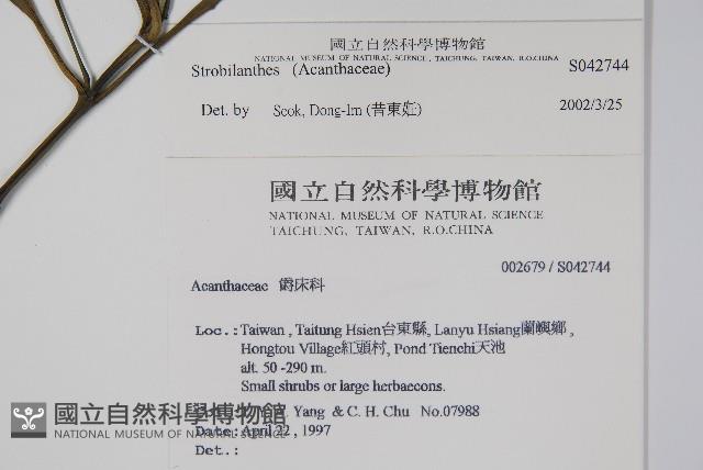 蘭嶼馬藍藏品圖，第2張