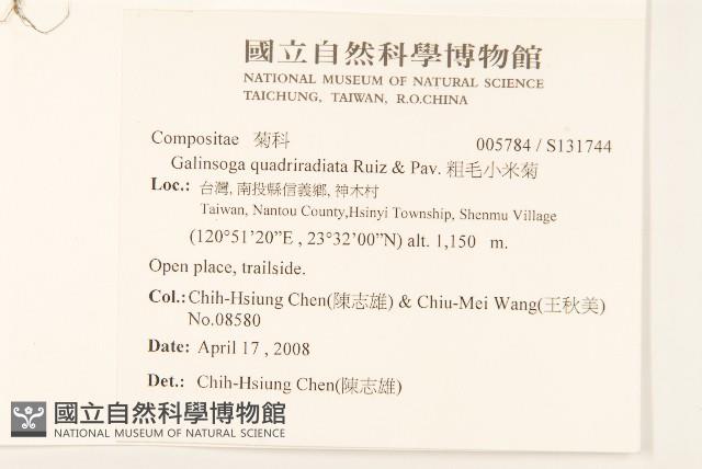 粗毛小米菊藏品圖，第2張