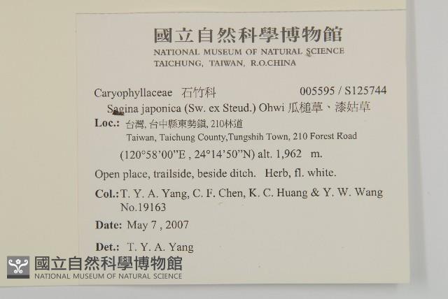 瓜槌草、漆姑草藏品圖，第2張