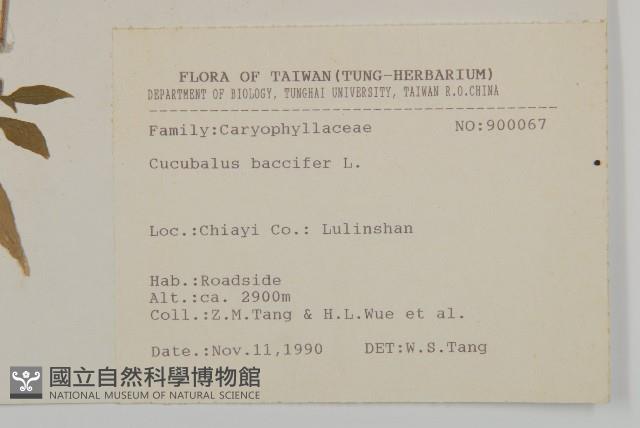 狗筋蔓藏品圖，第2張