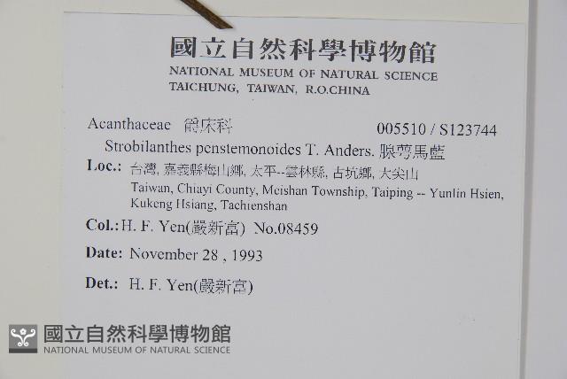 腺萼馬藍藏品圖，第2張