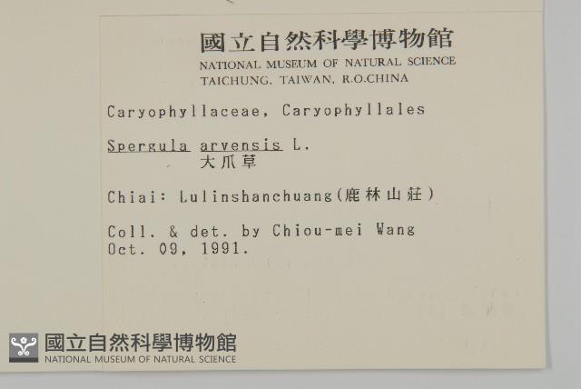 大爪草藏品圖，第2張