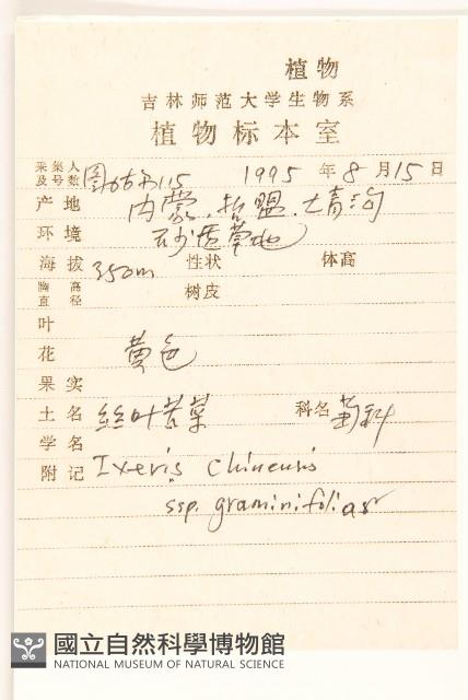 絲葉苦菜藏品圖，第2張