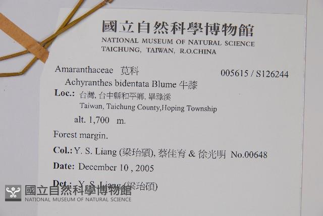 牛膝藏品圖，第2張