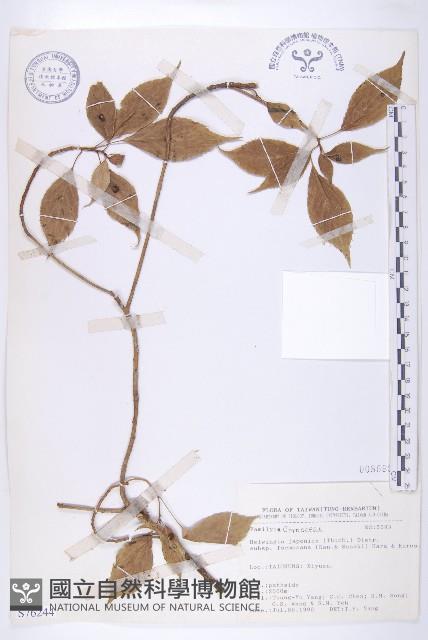 臺灣青莢葉藏品圖，第1張