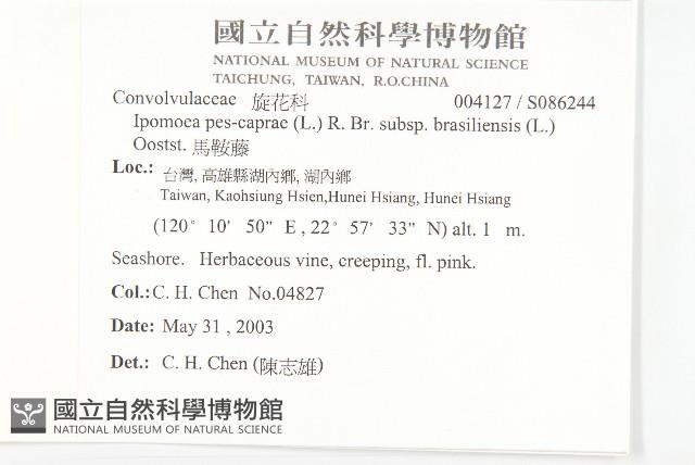 馬鞍藤藏品圖，第2張