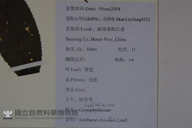 冇骨消藏品圖，第2張