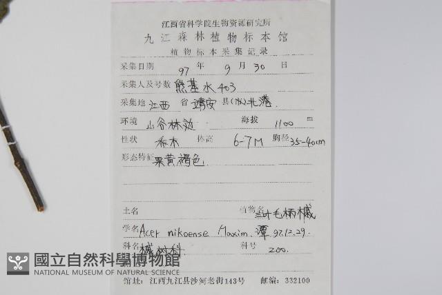 三葉毛柄槭藏品圖，第2張