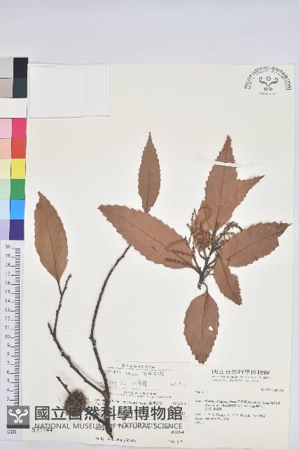 印度苦櫧藏品圖，第1張