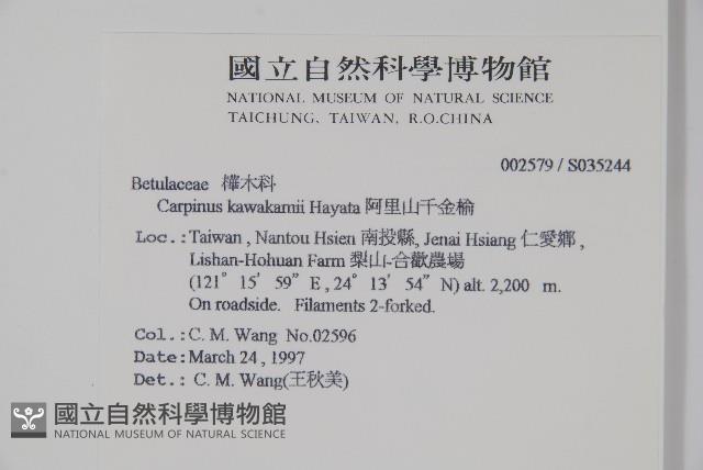 阿里山千金榆藏品圖，第2張