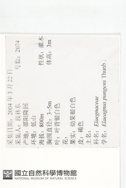 胡頹子藏品圖，第2張