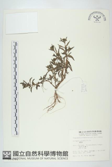 Accession Number:S014244 Collection Image, Figure 1, Total 2 Figures