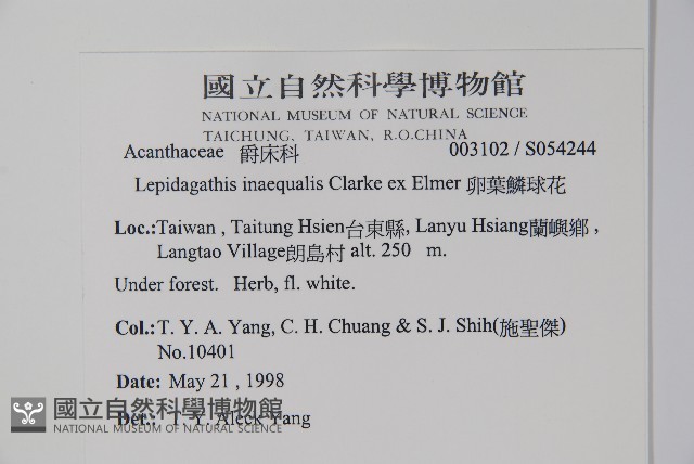 卵葉鱗球花藏品圖，第2張