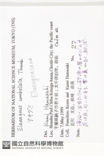 小葉胡頹子藏品圖，第2張