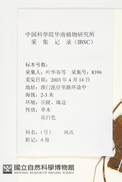 紅瓜藏品圖，第2張