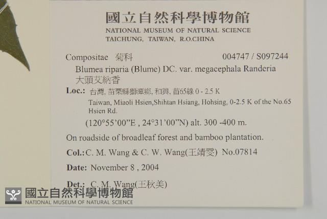 大頭艾納香藏品圖，第2張