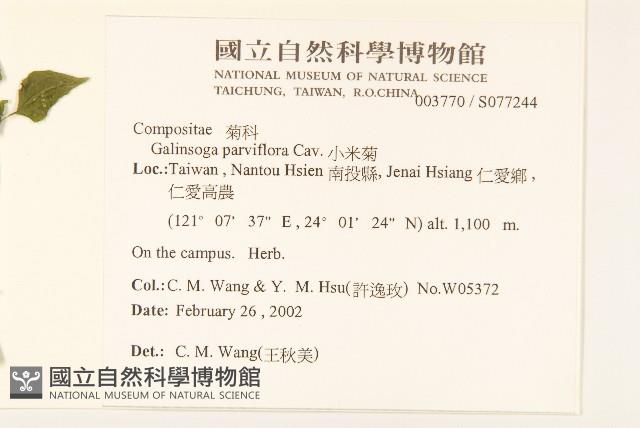 小米菊藏品圖，第2張