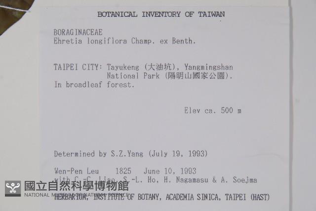 長花厚殼樹藏品圖，第2張