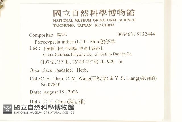 鵝仔草藏品圖，第2張