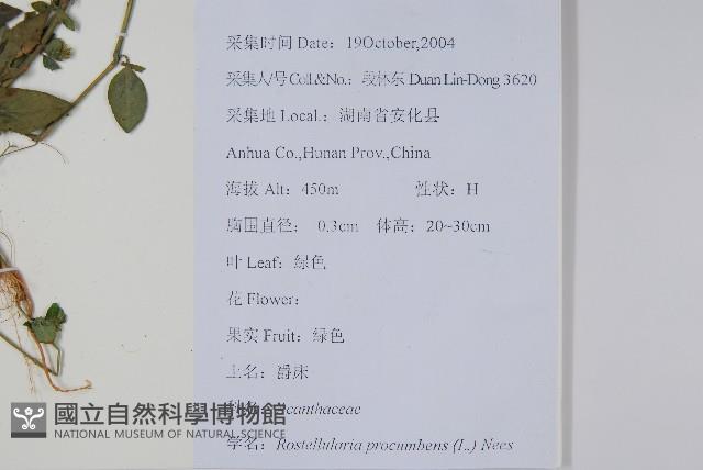 爵床、六角英藏品圖，第2張