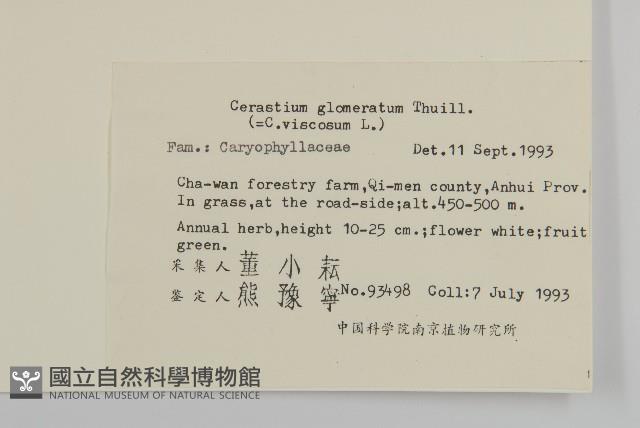 球序卷耳藏品圖，第2張