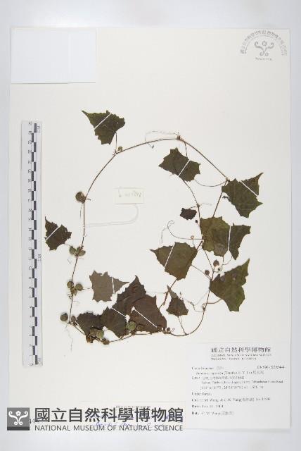 黑果馬交兒藏品圖，第1張