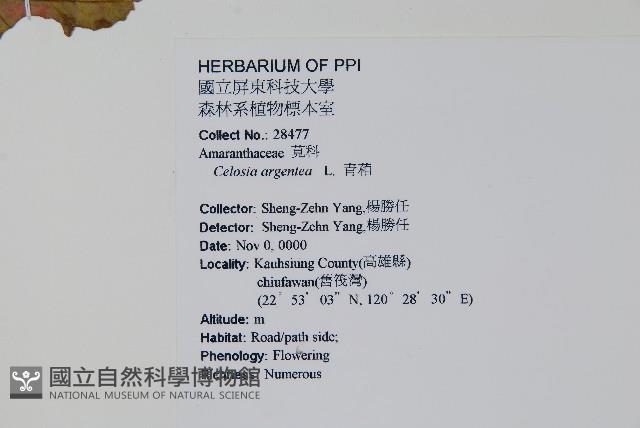 青葙藏品圖，第2張