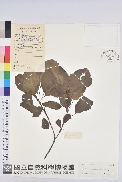 白臼藏品圖，第1張