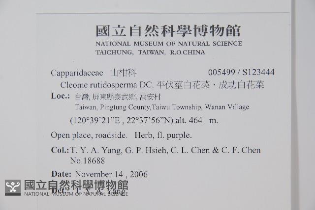 平伏莖白花菜、成功白花菜藏品圖，第2張