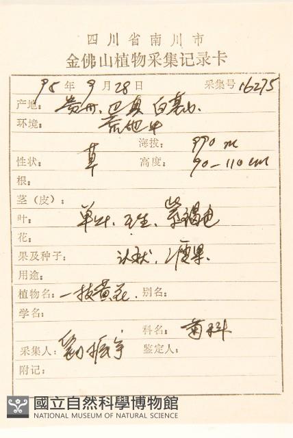 一枝黃花藏品圖，第2張