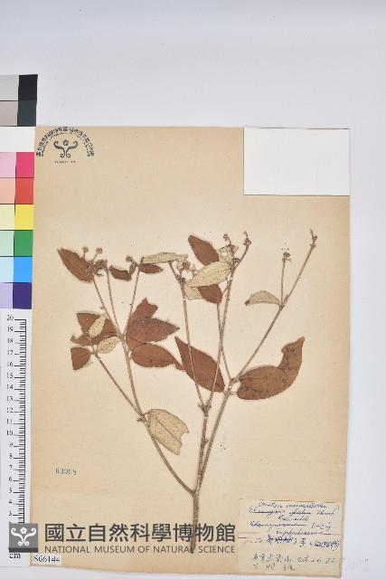 裡白巴豆藏品圖，第1張