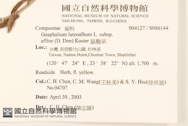 鼠麴草藏品圖，第2張