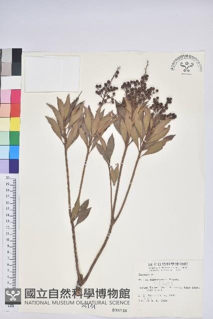 臺灣馬醉木藏品圖，第1張