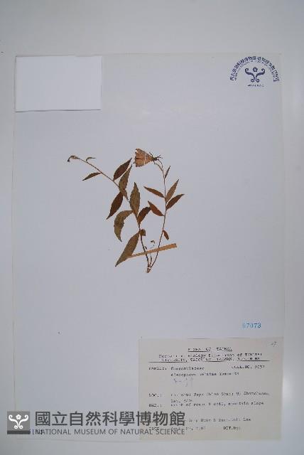 高山沙參藏品圖，第1張