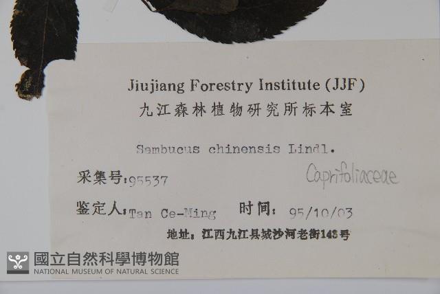 冇骨消藏品圖，第2張