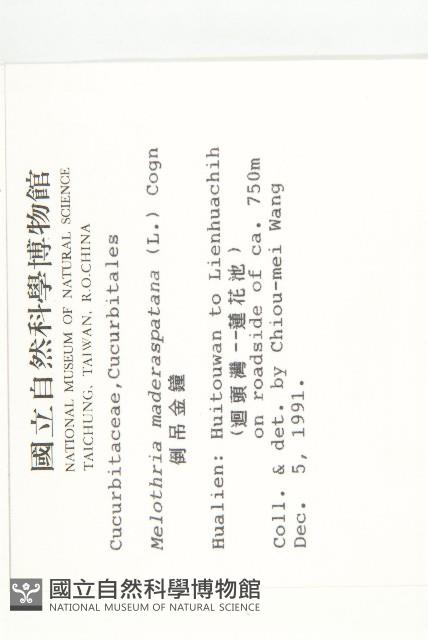 倒吊金鐘、天花藏品圖，第2張