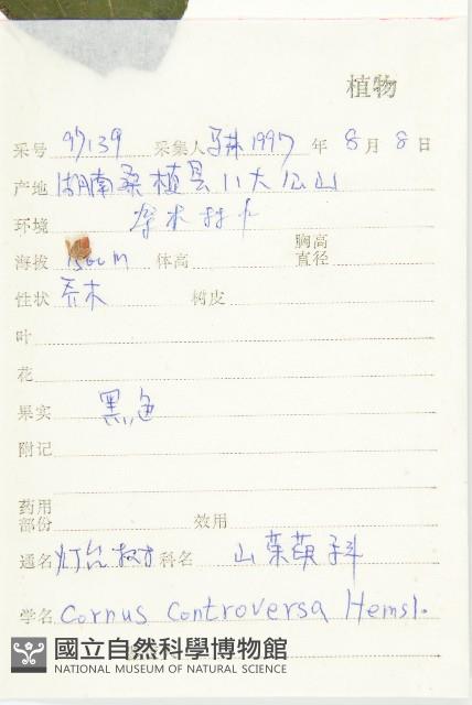 燈臺樹藏品圖，第2張