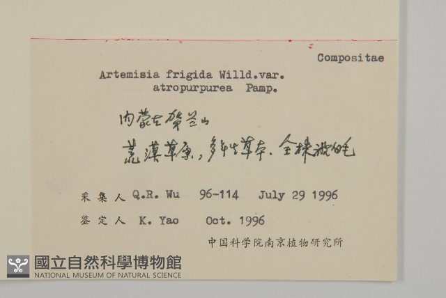 黑紫冷蒿藏品圖，第2張